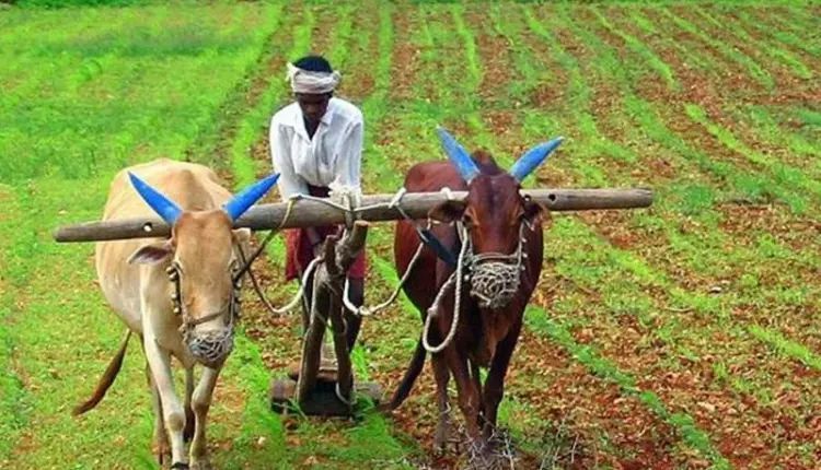 زرعی ملک کے بے روزگار کسان